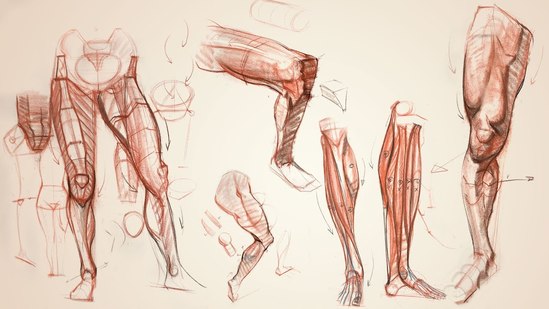 Anatomy Workshop Volume 7 Thumbnail