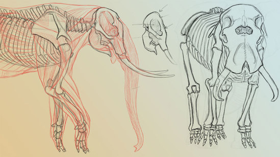 Elephant Anatomy Vol. 1: Drawing Skeletons & Musculature Thumbnail