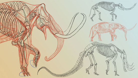 Elephant Anatomy Vol. 2: Prehistoric Studies & Imaginary Concepts Thumbnail
